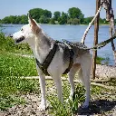 AnnyX Y-tuigje Olive-Olive.webp