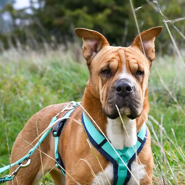 AnnyX Y-tuigje Ocean.webp