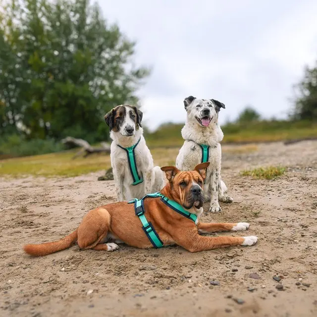 AnnyX Y-tuigje Ocean honden.webp