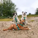 AnnyX Y-tuigje Ocean honden.webp