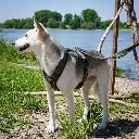 AnnyX Y-tuigje Olive-Olive.webp