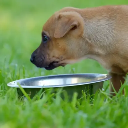 [BQ100487] RVS Voerbak voor Honden 25 cm - 3.00 Ltr